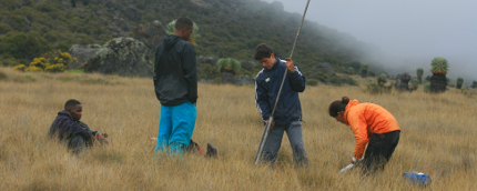 ClaudiaHemp_Kilimanjaro_Pollenbohrung_afroalpin_Maua_2_10