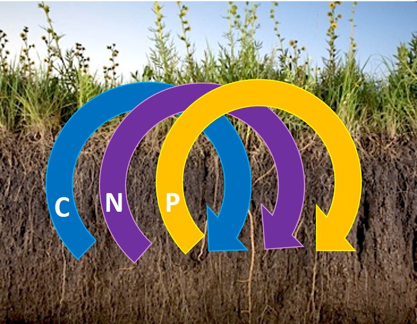 Logo Boden Biogeochemie